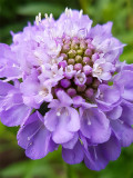 Bellfarm® Scabiosa Atropurpurea 'Blue Cockade'