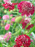Bellfarm® Scabiosa Atropurpurea, Red
