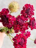 Bellfarm® Scabiosa Atropurpurea, Red