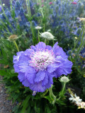 Bellfarm® Scabiosa caucasica 'Fama Deep Blue'