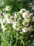 Bellfarm® Scabiosa Atropurpurea, White