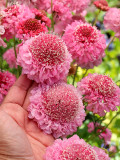 Bellfarm® Scabiosa Atropurpurea 'Salmon Pink'