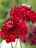 Bellfarm® Scabiosa Atropurpurea, Red