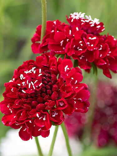 Bellfarm® Scabiosa Atropurpurea, Red