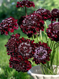 Bellfarm® Scabiosa Atropurpurea 'Black Knight'