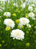 Bellfarm® Scabiosa Atropurpurea, White