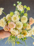 Bellfarm® Scabiosa Atropurpurea 'Fata Morgana'