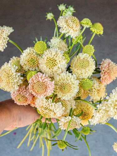 Bellfarm® Scabiosa Atropurpurea 'Fata Morgana'
