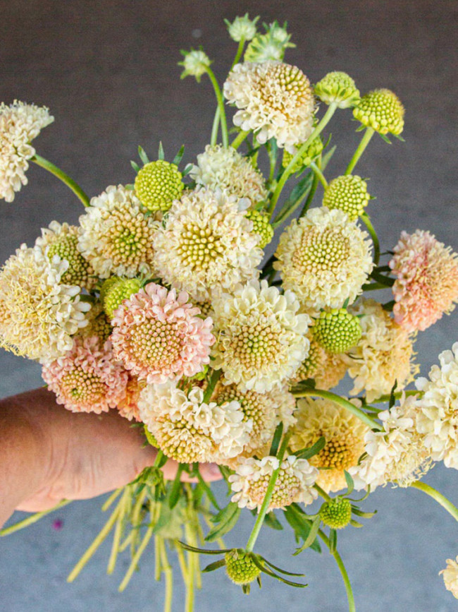 Bellfarm® Scabiosa Atropurpurea 'Fata Morgana'