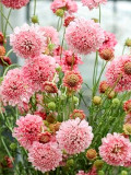 Bellfarm® Scabiosa Atropurpurea 'Salmon Pink'
