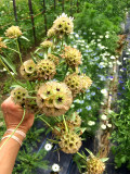 Bellfarm® Scabiosa stellata Seeds