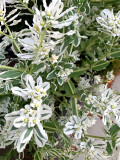 Bellfarm® Snow-on-the-mountain Seeds