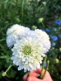 Bellfarm® Scabiosa Atropurpurea, White