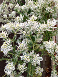 Bellfarm® Snow-on-the-mountain Seeds