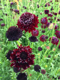 Bellfarm® Scabiosa Atropurpurea 'Black Knight'