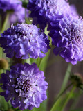 Bellfarm® Scabiosa Atropurpurea 'Blue Cockade'