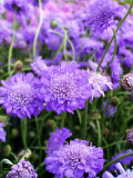 Bellfarm® Scabiosa Atropurpurea 'Blue Cockade'