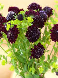 Bellfarm® Scabiosa Atropurpurea 'Black Knight'