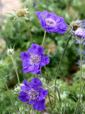 Bellfarm® Scabiosa caucasica 'Fama Deep Blue'