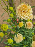 Bellfarm® Scabiosa Atropurpurea 'Fata Morgana'