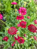 Bellfarm® Scabiosa Atropurpurea, Red