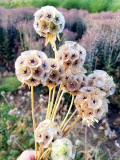 Bellfarm® Scabiosa stellata Seeds