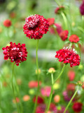Bellfarm® Scabiosa Atropurpurea, Red