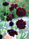 Bellfarm® Scabiosa Atropurpurea 'Black Knight'