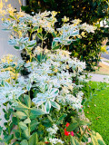 Bellfarm® Snow-on-the-mountain Seeds