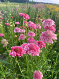 Bellfarm® Scabiosa Atropurpurea 'Salmon Pink'