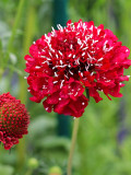 Bellfarm® Scabiosa Atropurpurea, Red