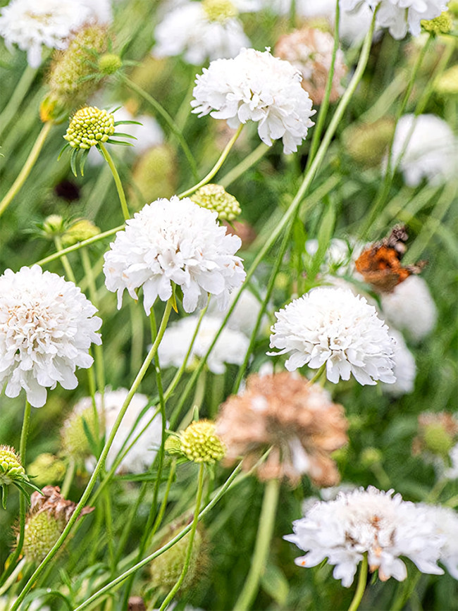 Bellfarm® Scabiosa Atropurpurea, White