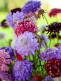 Bellfarm® Pincushion Formula Mix
