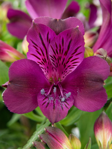 Alstroemeria inticancha 'Purple Passion Collection'