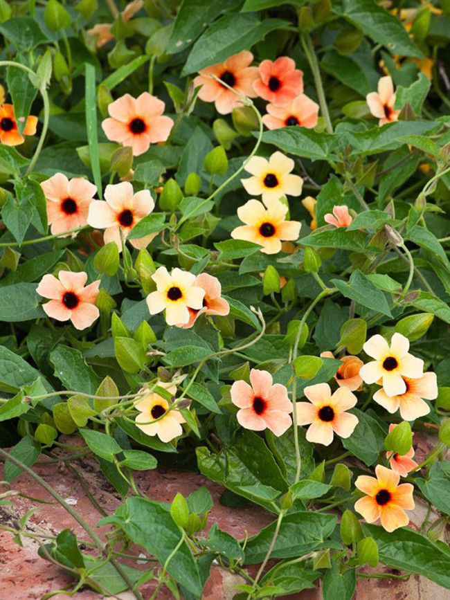 Thunbergia Alata