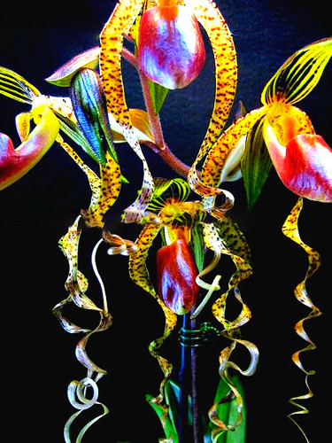 Rare Orchid