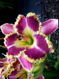 Hemerocallis Middendorffii, Purple Golden Flowers