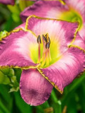 Hemerocallis Middendorffii 'ESKIMO Kisses'