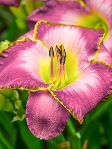 Hemerocallis Middendorffii 'ESKIMO Kisses'