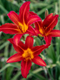 Hybrid Daylily Flowers, Red