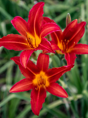 Hybrid Daylily Flowers, Red
