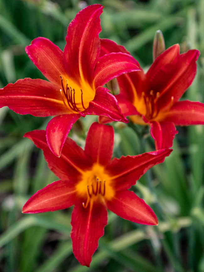 Hybrid Daylily Flowers, Red