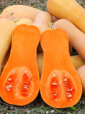 Butterbush Squash