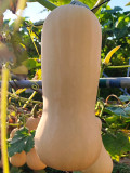 Butterbush Squash