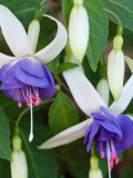 Fuchsia, Blue White Flowers