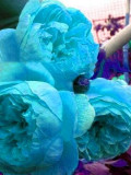 Peony, Double Sky Blue Flowers