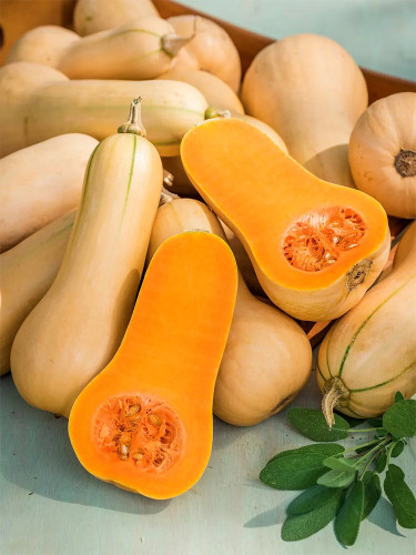 Butterbush Squash