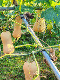 Butterbush Squash