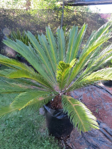 Cycas Revoluta