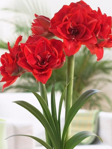 Red Hippeastrum Rutilum Bulbs